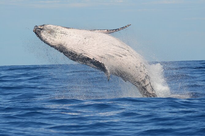 1.5-Hour Guided Whale Watching Tour - Key Highlights You’ll Care About