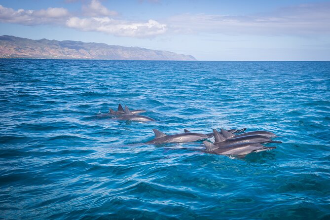 1.5-Hour Guided Whale Watching Tour - The North Shore Route: Why This Whale Watch Makes Sense