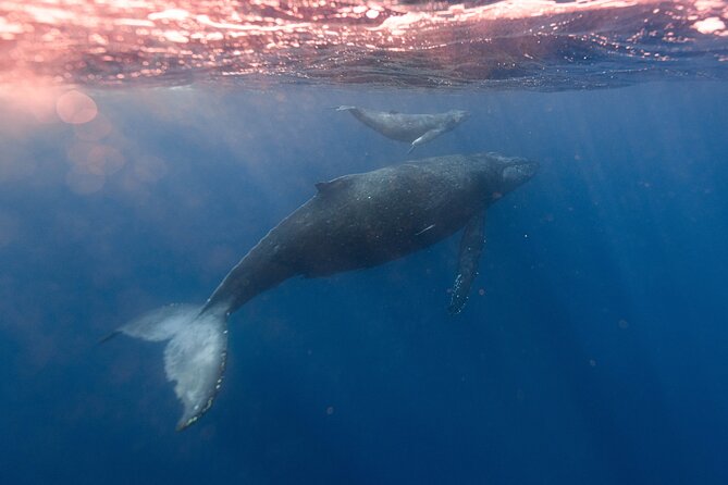 1.5-Hour Guided Whale Watching Tour - Price and Value: Why $99 Can Be a Smart Splurge