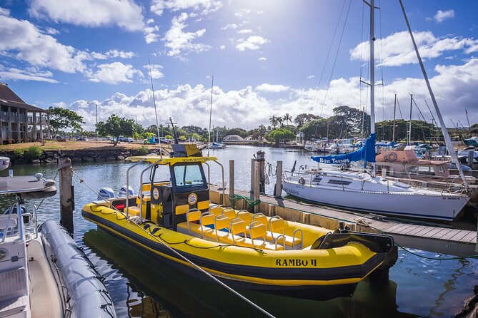 1.5-Hour Guided Whale Watching Tour - When It’s Best to Book, and Who Should Choose It