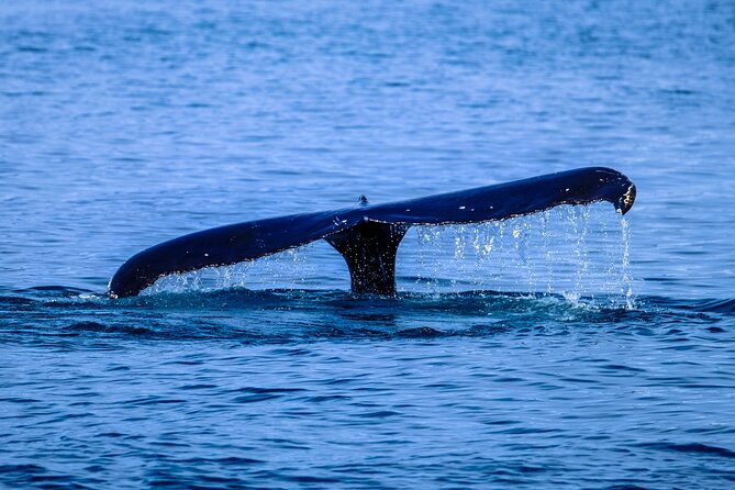 1.5-Hour Guided Whale Watching Tour - Waimea Bay Stop: Winter Swell Country and Big-Ocean Drama