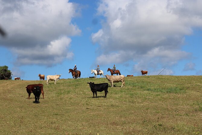 1 Hour Scenic Horseback Ride - On the Trail: What a Walking-Only Horse Ride Actually Feels Like