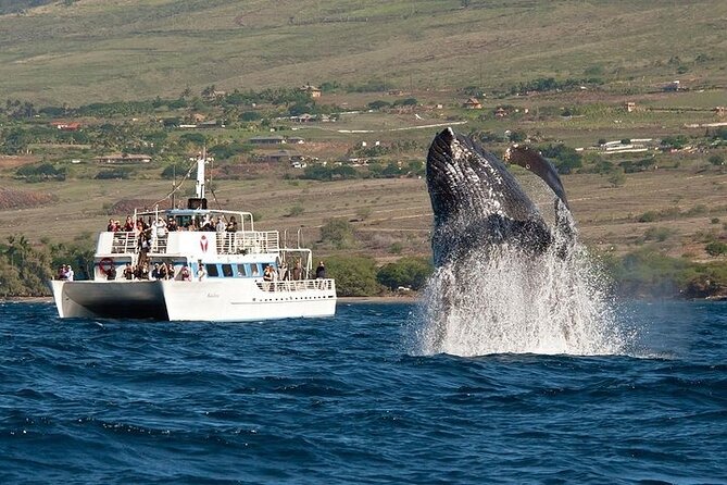2-Hour Oahu Whale Watch from Ala Wai Harbor, Waikiki - Key points before you go