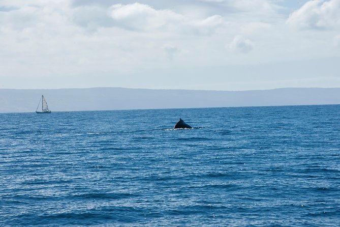 2-Hour Oahu Whale Watch from Ala Wai Harbor, Waikiki - Stop 2: Diamond Head from the water