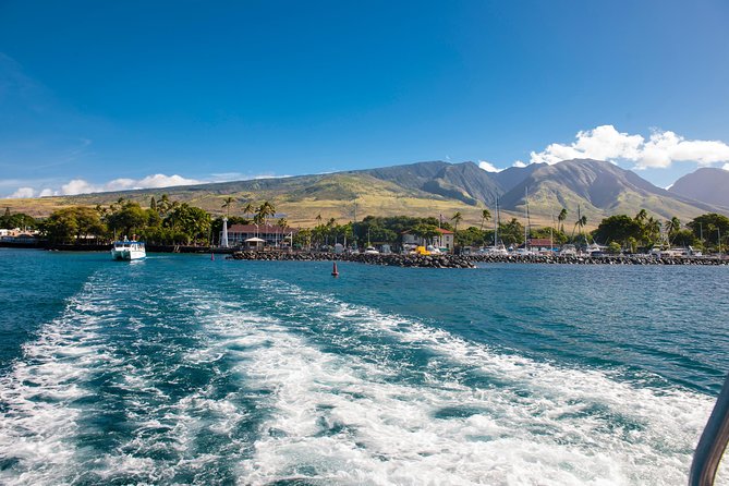 2-Hour Oahu Whale Watch from Ala Wai Harbor, Waikiki - How whale spotting actually works on this tour