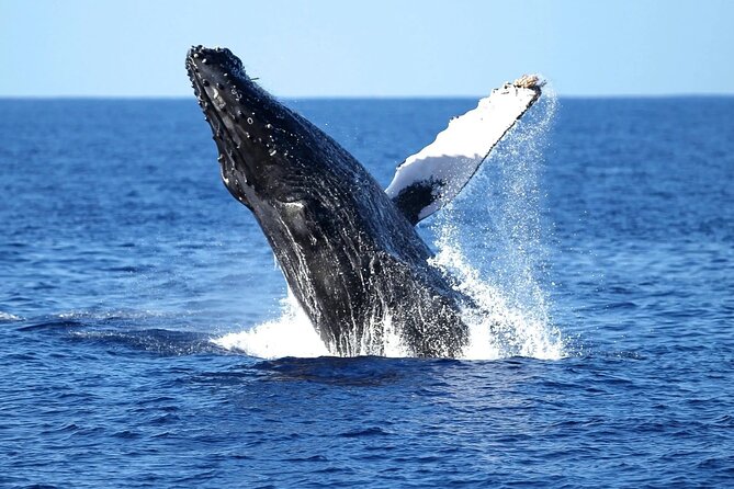 2 Hour Waikiki Whale Watching Cruise from Oahu - Where you board near Ala Moana (and how to show up smoothly)