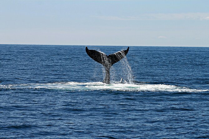 2 Hour Waikiki Whale Watching Cruise from Oahu - Stops along the way: Diamond Head, Waikiki Beach, and Ala Moana Park