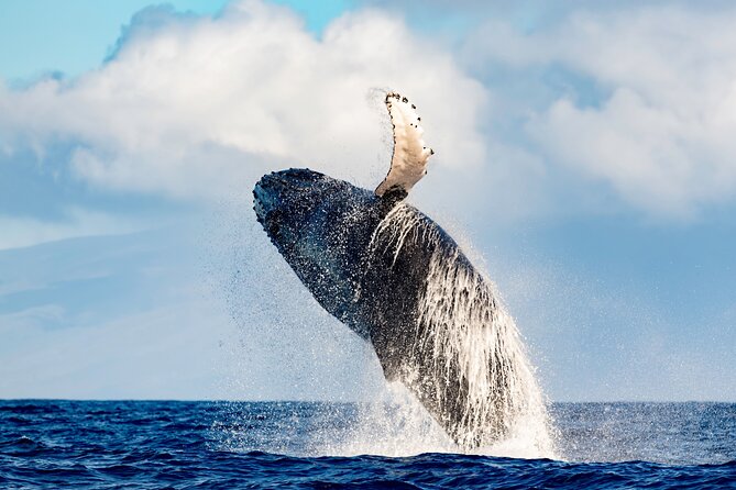 2 Hour Waikiki Whale Watching in Honolulu - Meeting at 1 Holomoana St and Getting Ready (No Guesswork)