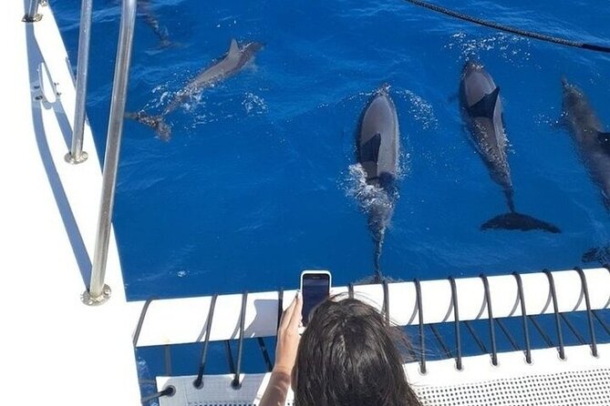 2 Hour Waikiki Whale Watching in Honolulu - Guaranteed Whales (and Why Distance Depends on Timing)