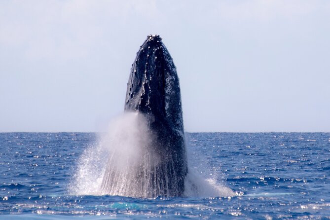 2 Hour Waikiki Whale Watching in Honolulu - Weather, Motion, and What to Bring (So You’re Comfortable)