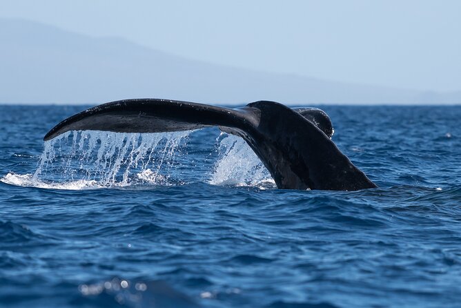 2 Hour Waikiki Whale Watching in Honolulu - Crew Energy: Naturalists, Friendly Service, and Aboard Music