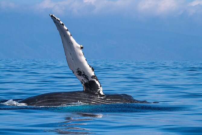 2 Hour Waikiki Whale Watching in Honolulu - Viewing Setup and the Best Side of the Deck Strategy