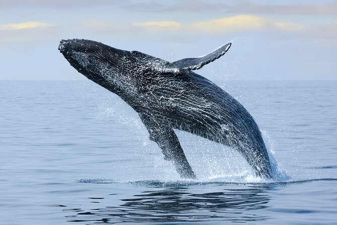 2 Hour Waikiki Whale Watching in Honolulu - The 2-Hour Watch: How the Time on the Water Really Plays Out