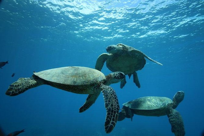 9am Turtle Canyon Snorkel Adventure - Key points before you go
