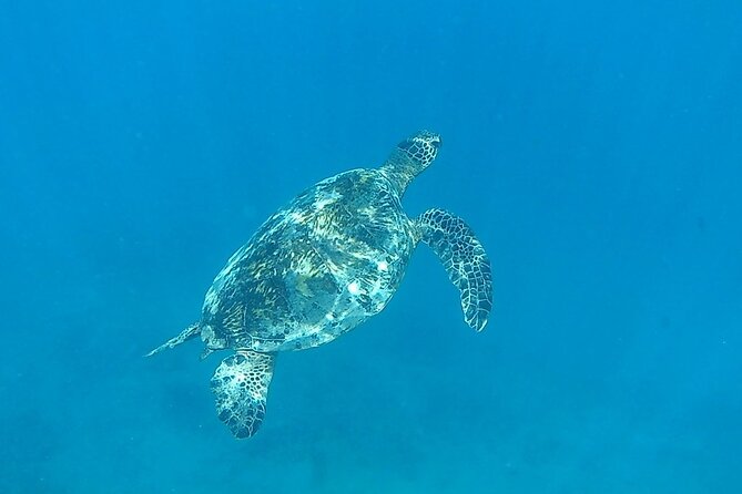 9am Turtle Canyon Snorkel Adventure - Price and value: why $84.77 is fair here