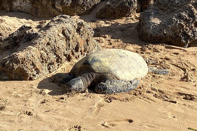 Beaches, Food & Aloha: Private Oahu Tour - Key highlights that make this tour worth your time