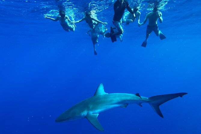 Cage-Free Shark Swim from Oahu - Cage-Free Sharks From Haleiwa: What This Trip Really Is