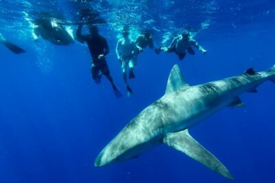 Cage-Free Shark Swim from Oahu - Meeting at the Boat Harbor: Gear, What to Wear, and Quick Prep