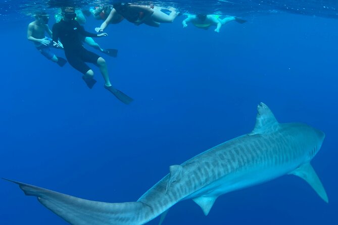 Cage-Free Shark Swim from Oahu - Your Shark Swim Plan: How the Safety Setup Works