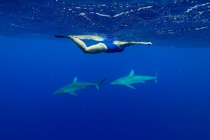 Cage-Free Shark Swim from Oahu - Stop by Stop: Haleiwa and the North Shore Waters