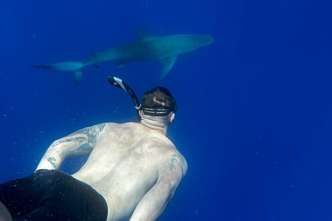 Cage-Free Shark Swim from Oahu - What You’ll See Underwater: Sharks Plus the Ocean Extras