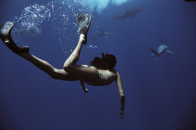 Cage-Free Shark Swim from Oahu - Photos and Videos: A Smart Way to Relive It