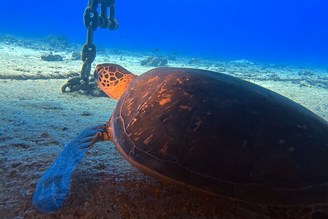 Certified Diver: 2-Tank Deep Wreck and Shallow Reef Dive Off Oahu - Price and Value of $248.81 for Two Stops