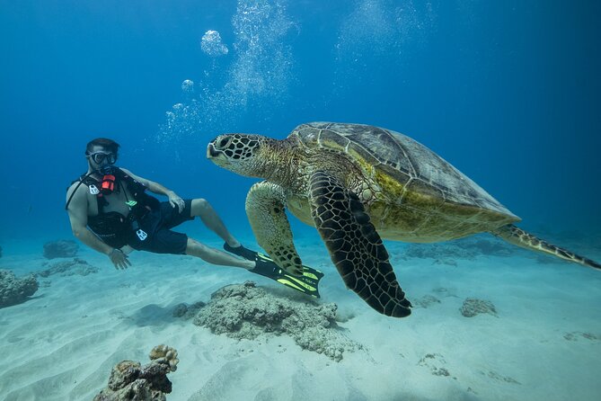 Certified Diver: 2-Tank Shallow Reef Dives off Oahu - Key points that matter before you go
