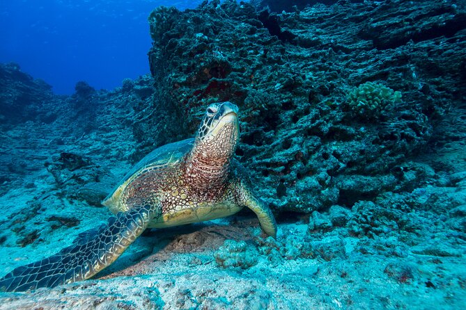 Certified Diver: 2-Tank Shallow Reef Dives off Oahu - Kewalo Basin Harbor to reef time: the logistics you’ll actually feel