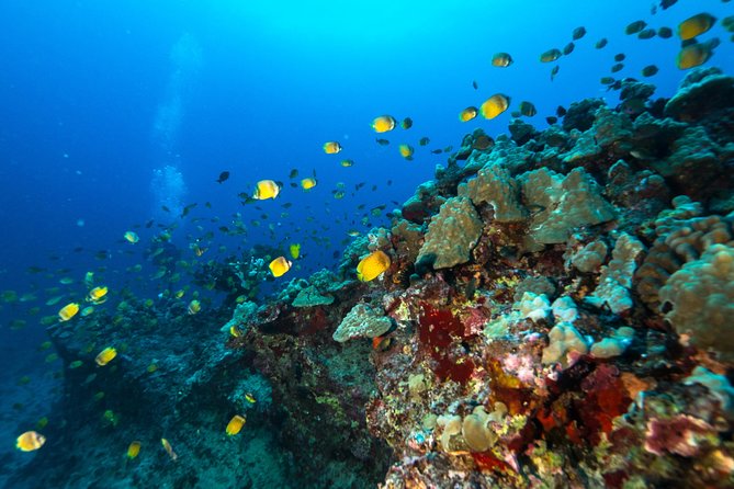 Certified Diver: 2-Tank Shallow Reef Dives off Oahu - Price and value: how $141.10 stacks up for a guided reef day