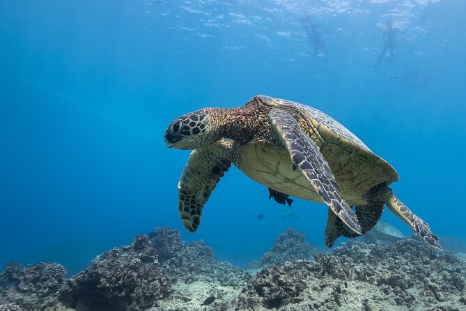 Certified Diver: 2-Tank Shallow Reef Dives off Oahu - The reef spots you’re likely to see: Turtle Canyons and friends