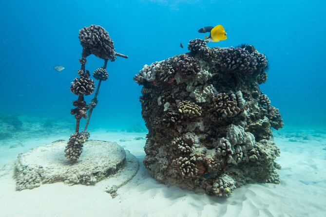 Certified Diver: 2-Tank Shallow Reef Dives off Oahu - Wildlife odds on shallow reefs: turtles, eels, rays, and surprise visitors