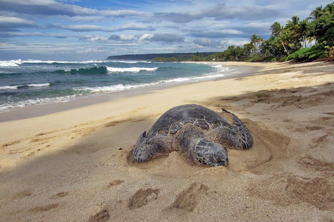 Custom Island Tour - for 4 to 5 people - up to 8 hours - Private tour of Oahu - Private Grand Circle Oahu for 4–5: Your Own Pace, Full-Day Scope