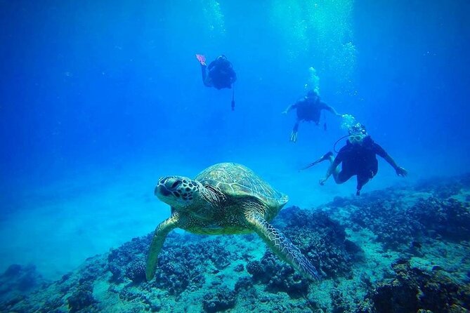 DISCOVER Scuba Diving Experience in Honolulu - Key Reasons This Intro Scuba Trip Works in Oahu