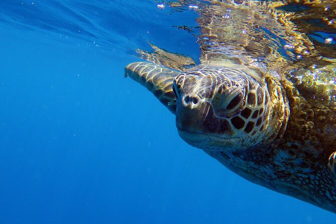 DISCOVER Scuba Diving Experience in Honolulu - Getting Your “Scuba-Ready” Moment: Skills First, Then Reefs