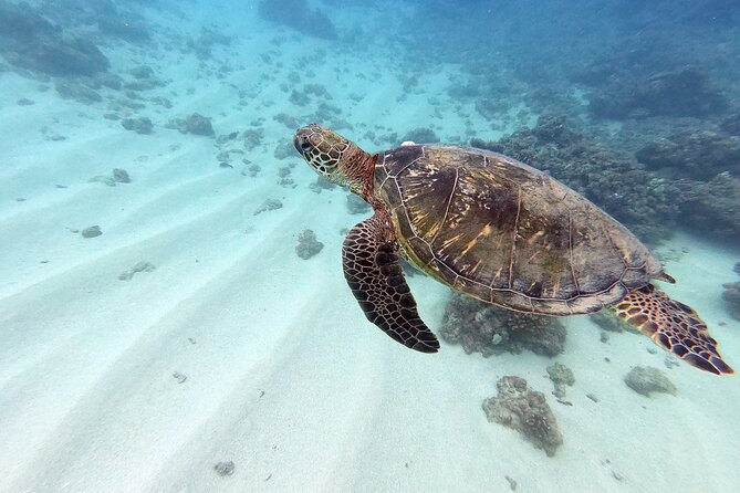 Discover Scuba Diving in Hawaii - Non certified divers! - Key highlights before you go