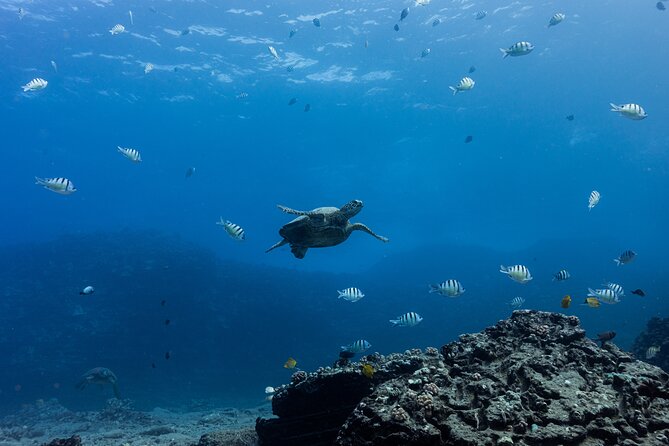 Discover Scuba Diving in Hawaii - Non certified divers! - Price and Value: Is $237.69 Worth It?