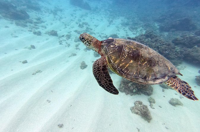 Discover Scuba Diving in Hawaii - Non certified divers! - Small Group Energy and the Aaron’s Team Style