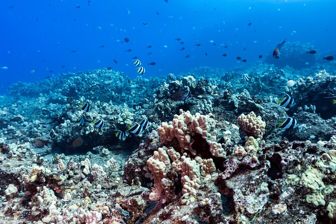 Discover Scuba Diving in Hawaii - Non certified divers! - Surface Skills First: What the Training Actually Does for You