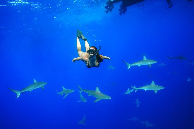 Dive with Sharks in Hawaii: Shark Tour from Haleiwa - Key highlights before you go