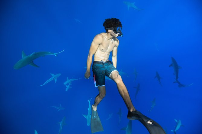Dive with Sharks in Hawaii: Shark Tour from Haleiwa - What you’ll actually see: tiger sharks, plus turtles and dolphins