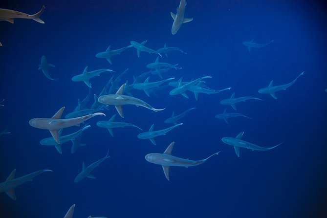 Dive with Sharks in Hawaii: Shark Tour from Haleiwa - Snorkeling gear and the free-swim style: what to expect in the water