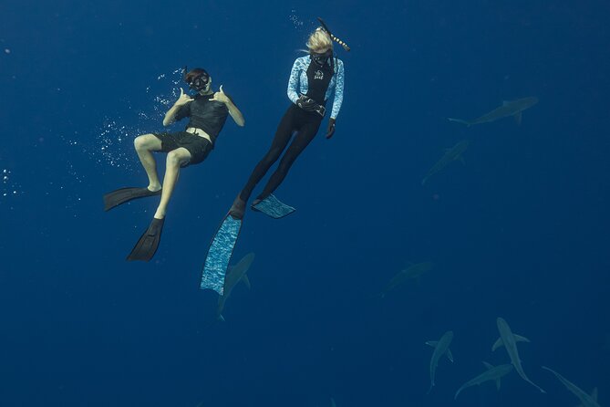 Dive with Sharks in Hawaii: Shark Tour from Haleiwa - The crew: marine scientists, safety divers, and named guide moments