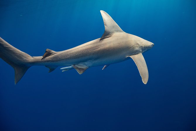 Dive with Sharks in Hawaii: Shark Tour from Haleiwa - Price and value: $153.85 looks fair, but photos can change the math