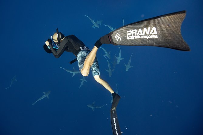 Dive with Sharks in Hawaii: Shark Tour from Haleiwa - Weather, timing, and comfort on a boat