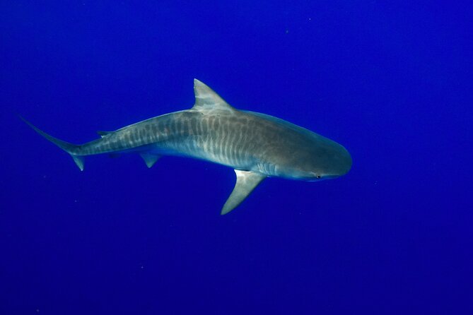 Dive with Sharks in Hawaii: Shark Tour from Haleiwa - Who this shark swim is best for