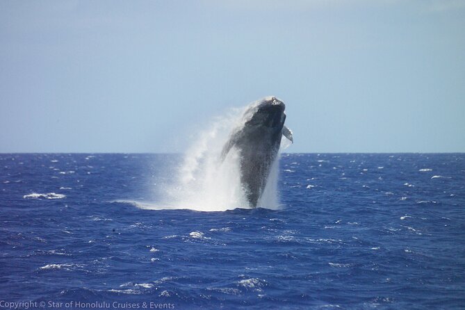 Early Bird Whale Watching Cruise from Waikiki - Quick hits before you go