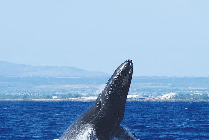 Early Bird Whale Watching Cruise from Waikiki - Comfort, food options, and what to do with snacks