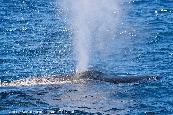 Early Bird Whale Watching Cruise from Waikiki - Price and value: what $68 buys you in real life