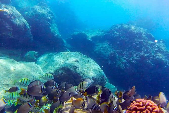 First-Time Scuba Diving in Honolulu + Free Videos - Key things that make this Honolulu scuba lesson worth your time
